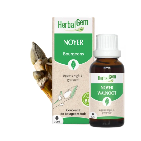 fr20-maceratsmeres-noyer-bio-herbalgem-01