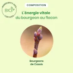 Bourgeon de cassis Bio