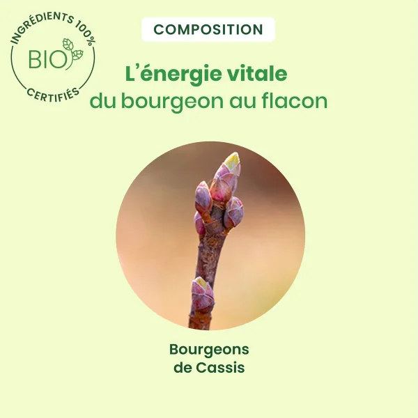 Bourgeon de cassis Bio