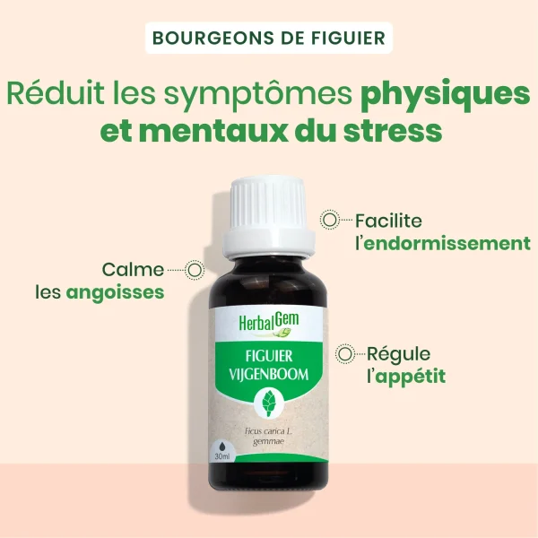 Bourgeon de figuier Bio