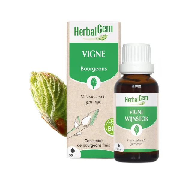Bourgeon de Vigne Bio - 30ml