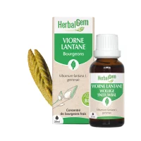 Bourgeon de Viorne Lantane Bio - 30ml
