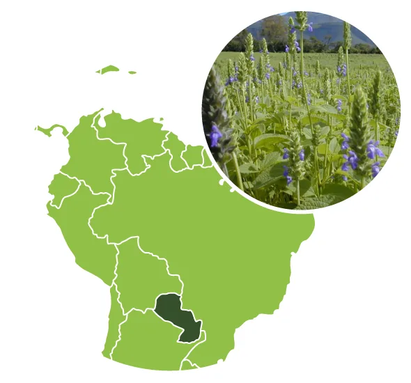 Graines de Chia Bio