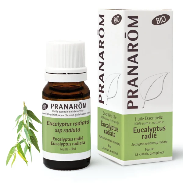Huile Essentielle d'Eucalyptus radié - 10 ml - Bio