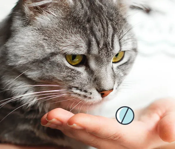 Vermifuge pour Chats de plus de 2kg